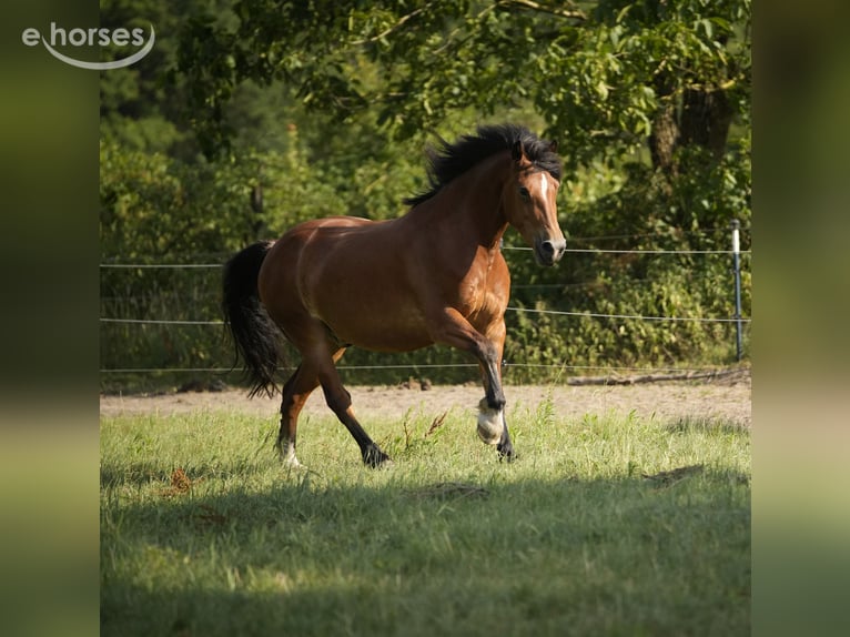 Welsh-D Castrone 5 Anni 154 cm Baio in Greven
