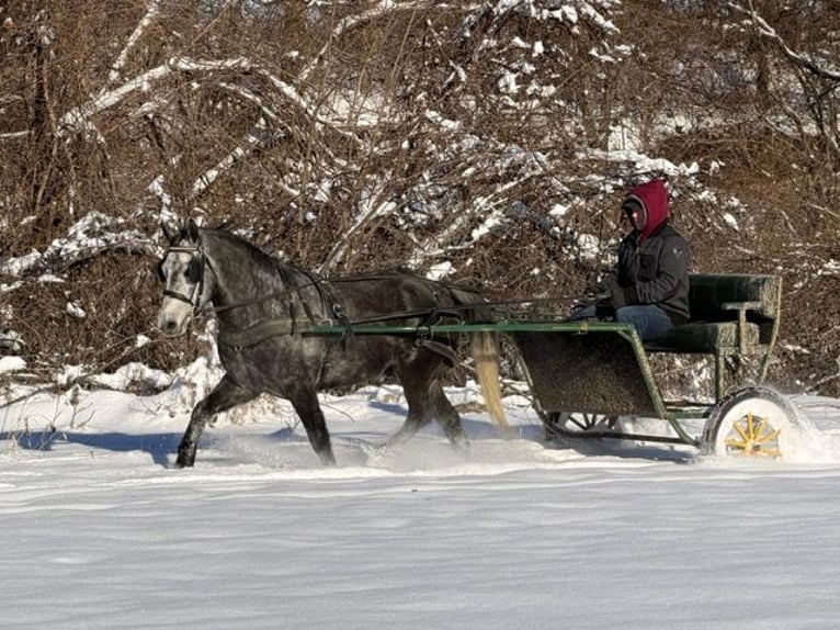 Welsh-D Mix Castrone 6 Anni 137 cm Grigio in Ames
