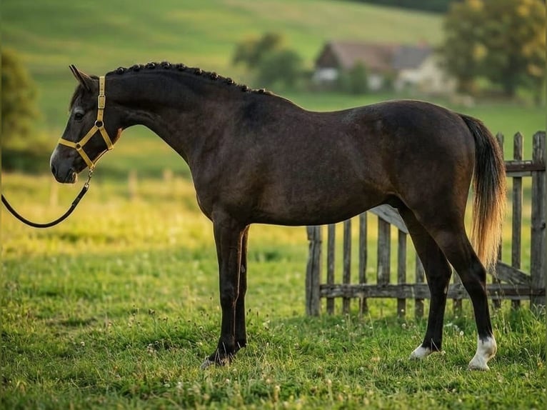 Welsh-D Castrone 6 Anni 141 cm Falbo in Murska Soboda