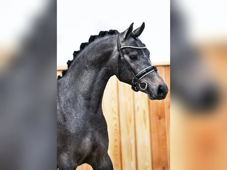Welsh-D Castrone 6 Anni 143 cm Grigio in Bergen op Zoom