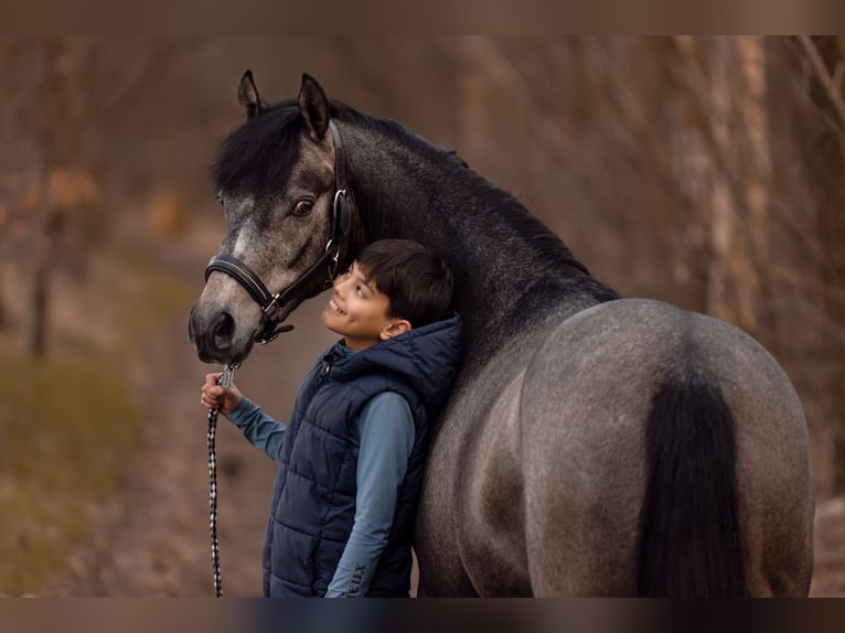 Welsh-D Castrone 6 Anni 143 cm Grigio in Bergen op Zoom
