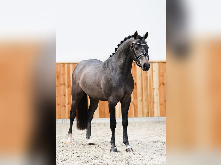 Welsh-D Castrone 6 Anni 143 cm Grigio in Bergen op Zoom