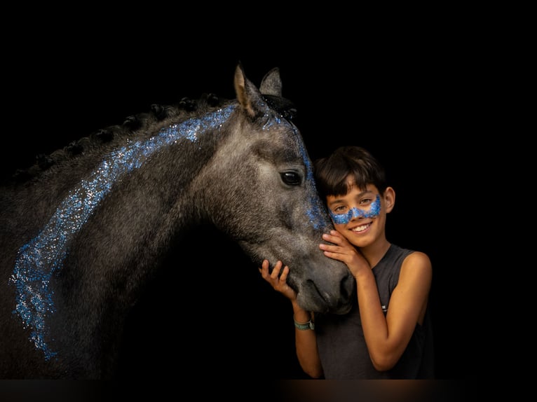 Welsh-D Castrone 6 Anni 143 cm Grigio in Bergen op Zoom