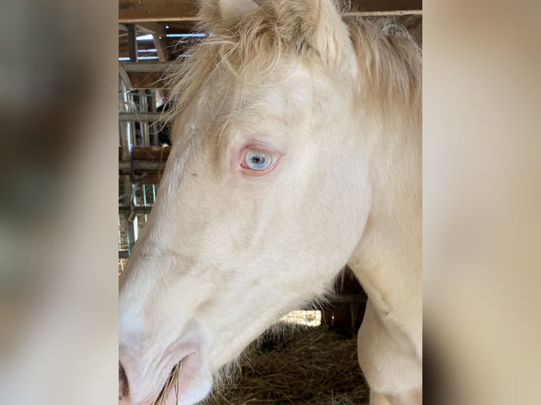 Welsh-D Castrone 6 Anni 145 cm Cremello in Butzbach