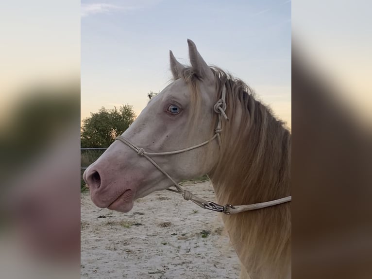 Welsh-D Castrone 6 Anni 145 cm Cremello in Butzbach