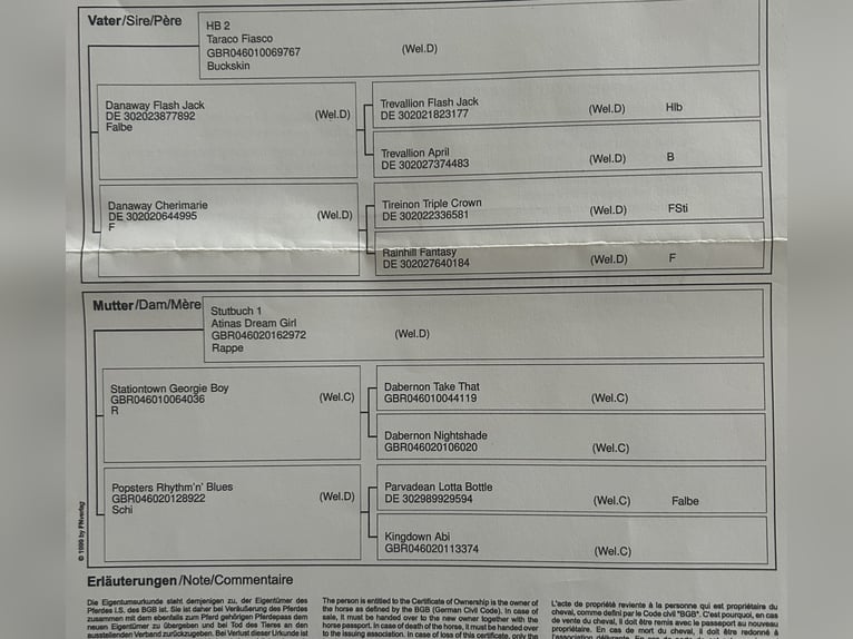 Welsh-D Castrone 6 Anni 145 cm Cremello in Butzbach