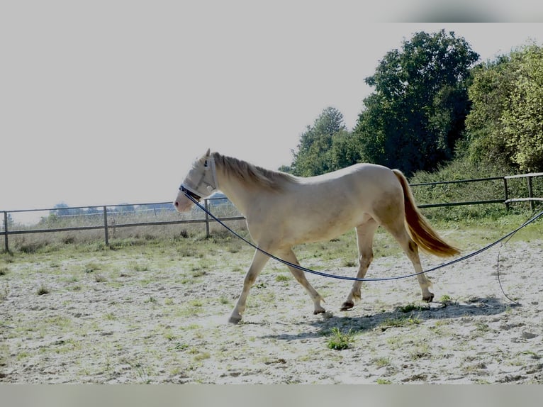 Welsh-D Castrone 6 Anni 145 cm Cremello in Butzbach