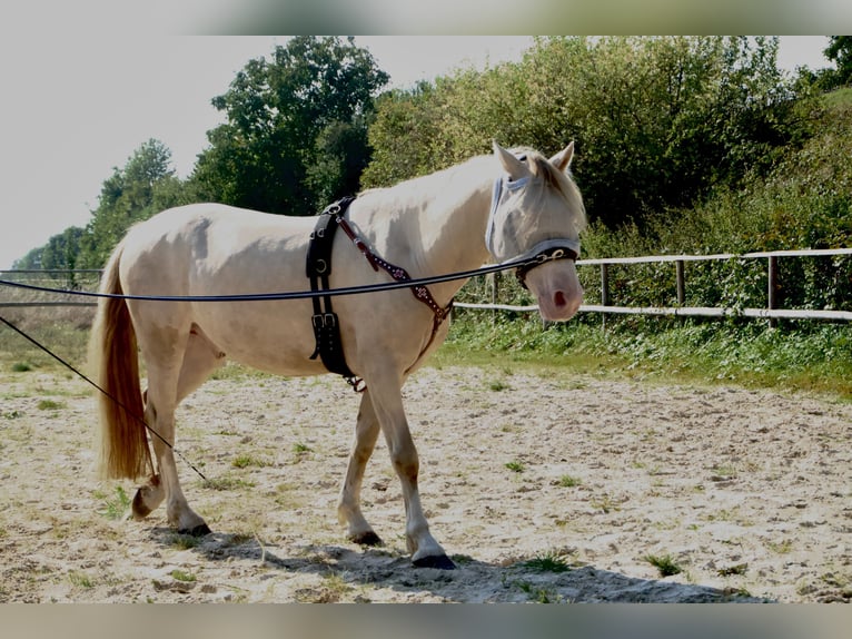 Welsh-D Castrone 6 Anni 145 cm Cremello in Butzbach