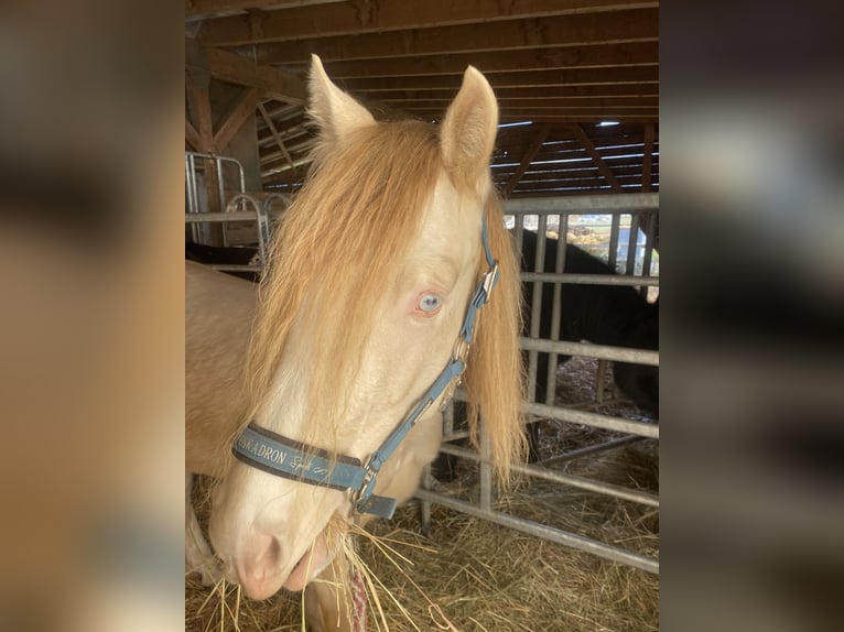 Welsh-D Castrone 6 Anni 145 cm Cremello in Butzbach