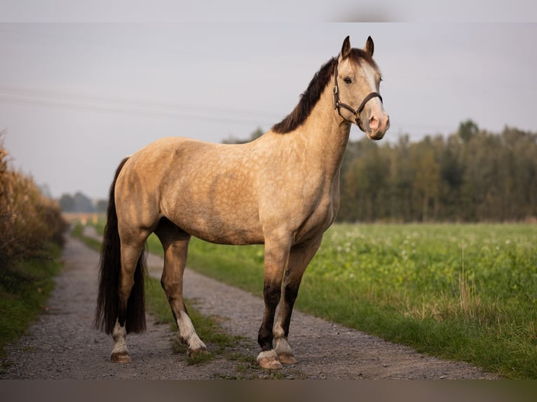 Welsh-D Castrone 6 Anni 146 cm Falbo in Gelsenkirchen