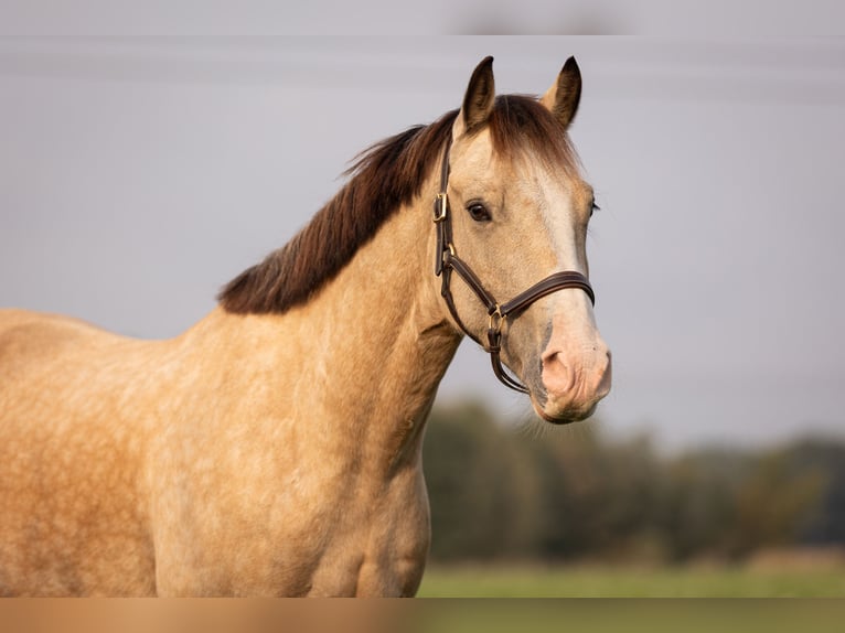 Welsh-D Castrone 6 Anni 146 cm Falbo in Gelsenkirchen