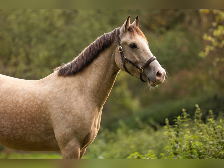 Welsh-D Castrone 6 Anni 146 cm Falbo in Gelsenkirchen