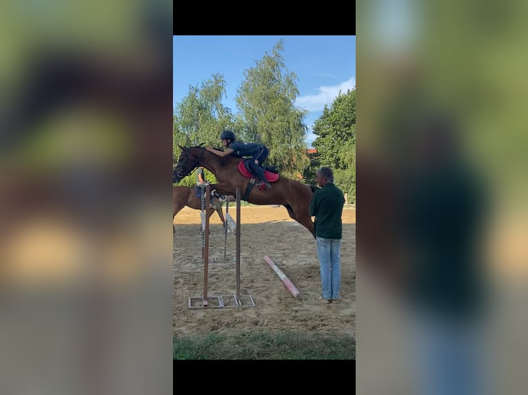 Welsh-D Castrone 6 Anni 148 cm Baio ciliegia in Veszpr&#xE9;mfajsz