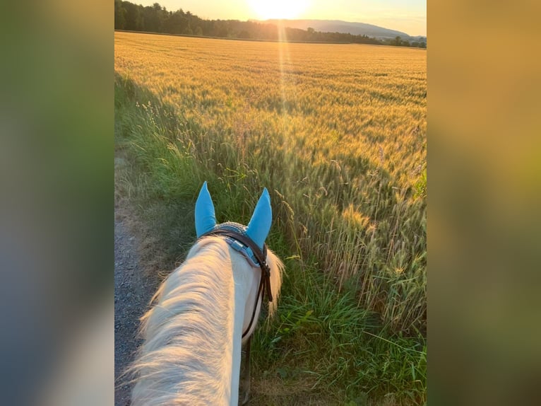 Welsh-D Mix Castrone 7 Anni 145 cm Cremello in Niederhasli