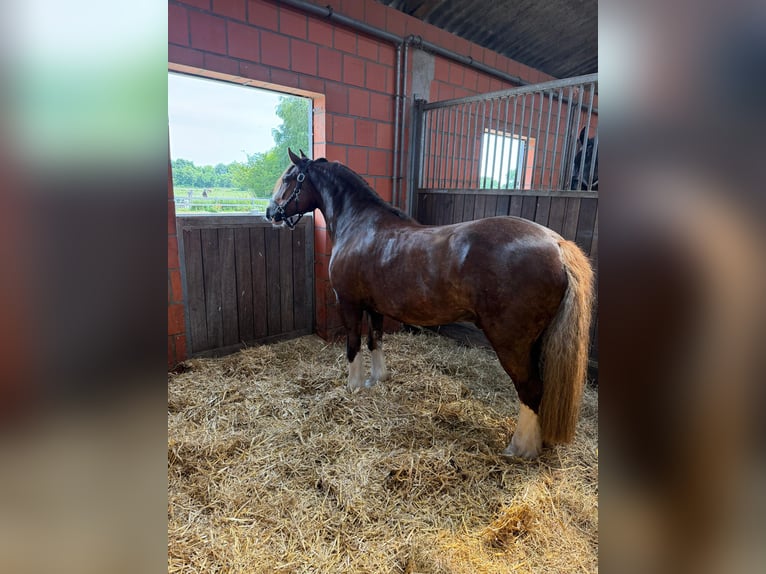 Welsh-D Mix Castrone 7 Anni 146 cm Sauro scuro in Oberlangen