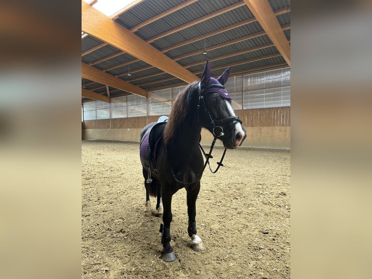 Welsh-D Castrone 7 Anni 150 cm Baio scuro in Iserlohn