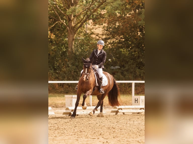 Welsh-D Castrone 7 Anni 150 cm Baio scuro in Iserlohn