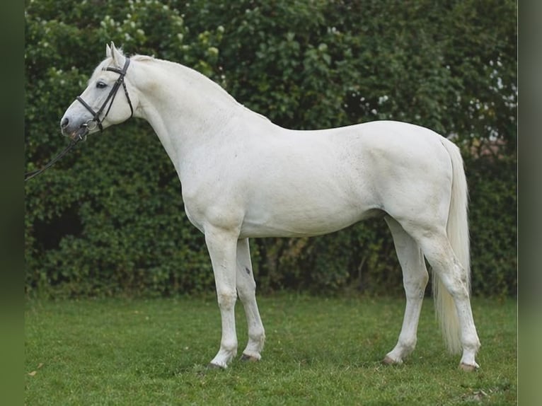 Welsh-D Castrone 7 Anni 150 cm Grigio in Szarvas