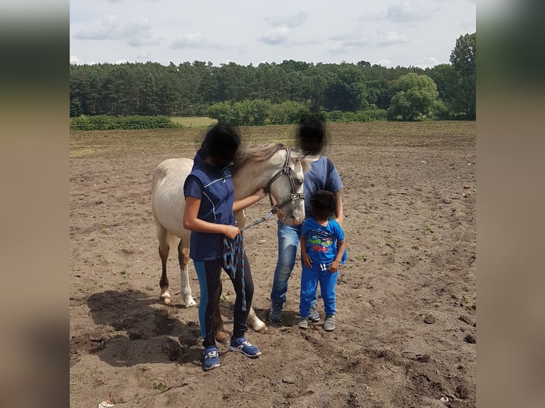 Welsh-D Castrone 7 Anni 150 cm Pelle di daino in Blankenfelde