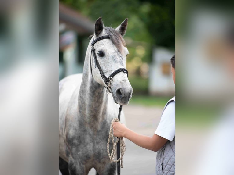 Welsh-D Castrone 8 Anni 142 cm Grigio in Pogeez