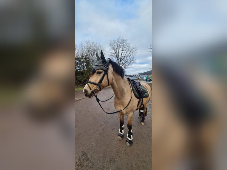 Welsh-D Mix Castrone 8 Anni 143 cm Pelle di daino in Biberach