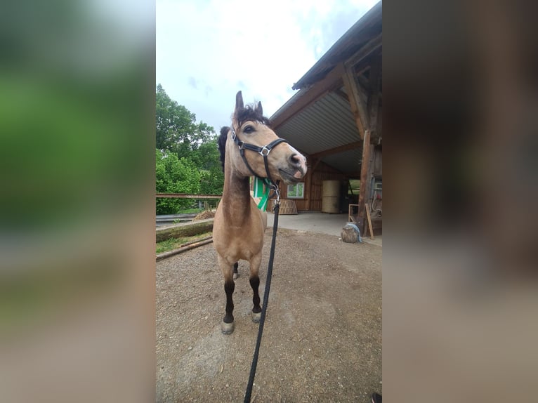 Welsh-D Mix Castrone 8 Anni 143 cm Pelle di daino in Biberach