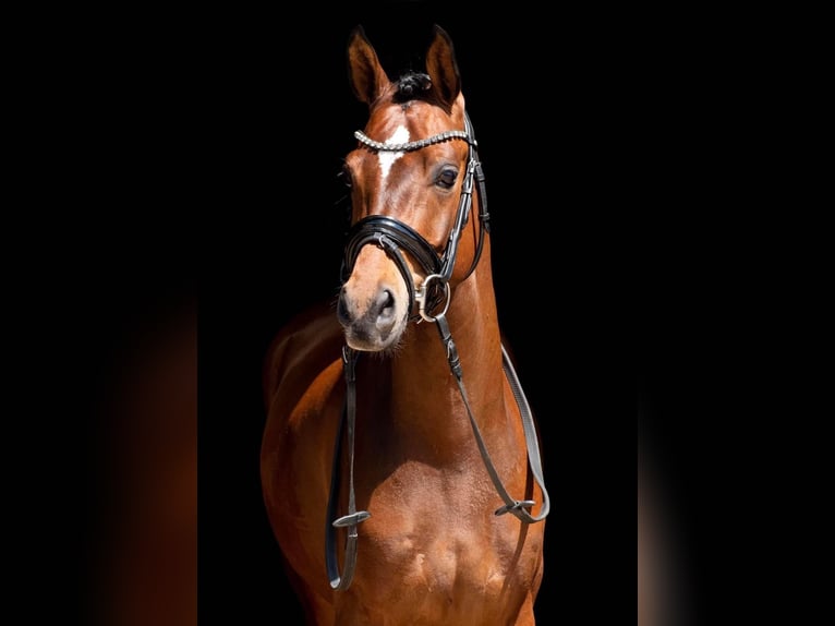 Welsh-D Castrone 8 Anni 148 cm Baio in Baak gld