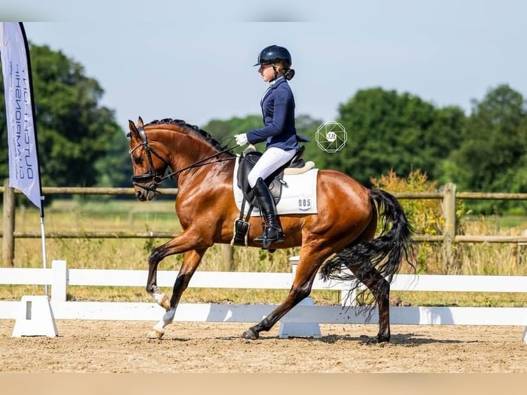 Welsh-D Castrone 8 Anni 148 cm Baio in Baak gld