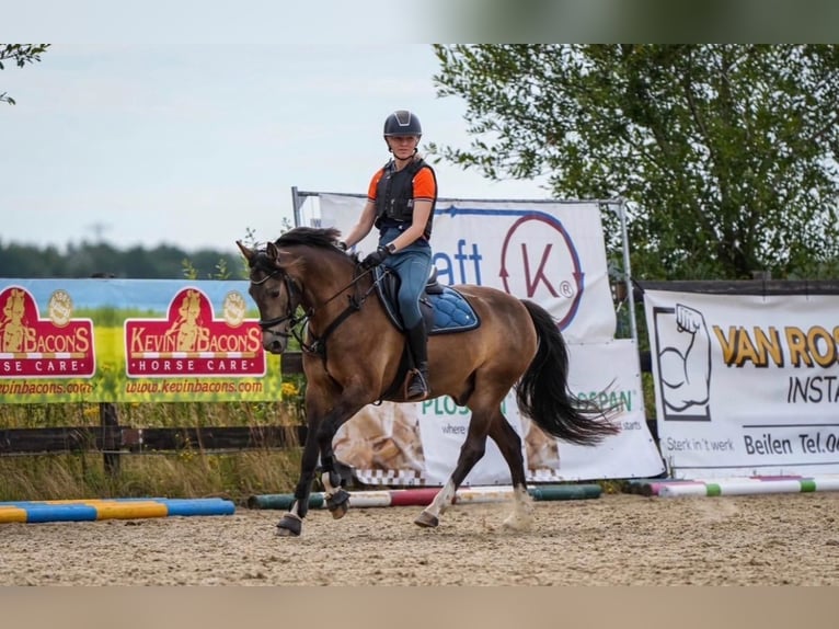 Welsh-D Castrone 8 Anni 148 cm  in Beilen