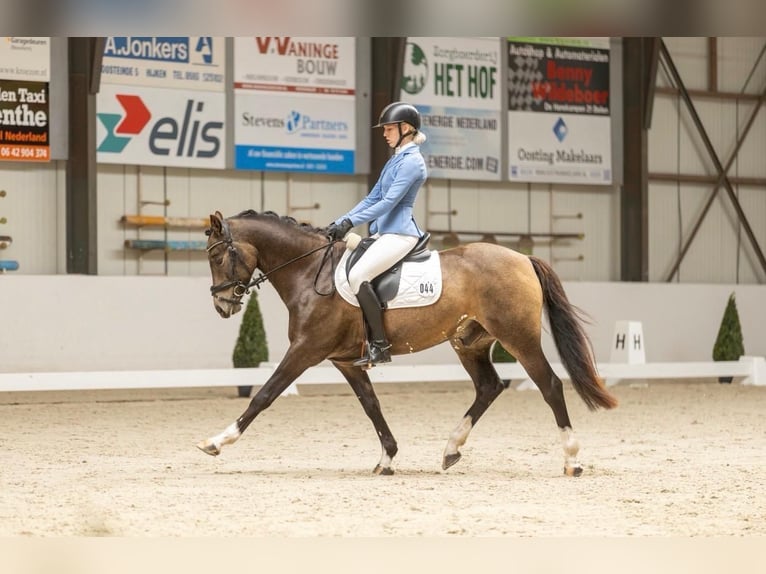 Welsh-D Castrone 8 Anni 148 cm  in Beilen