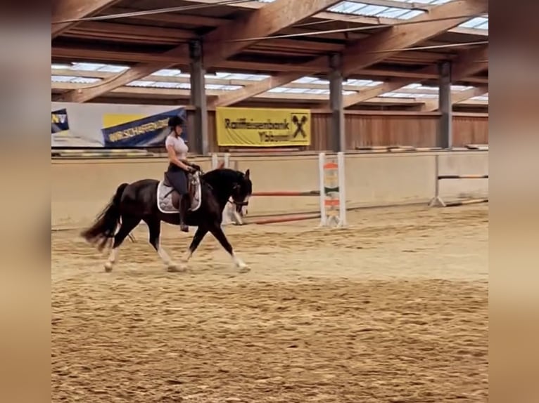 Welsh-D Castrone 8 Anni 148 cm Morello in Amstetten
