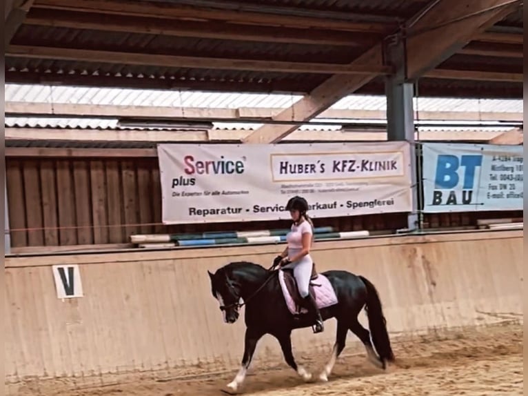 Welsh-D Castrone 8 Anni 148 cm Morello in Amstetten