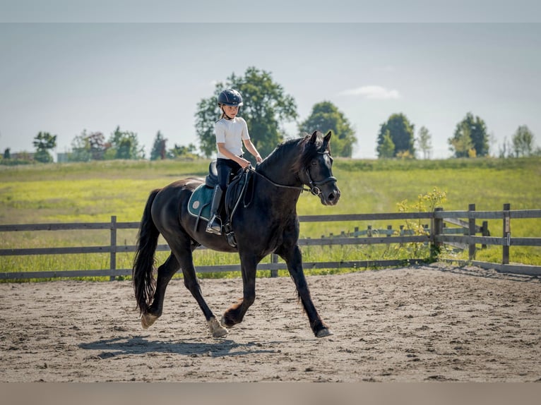 Welsh-D Castrone 8 Anni 148 cm Morello in Drobollach