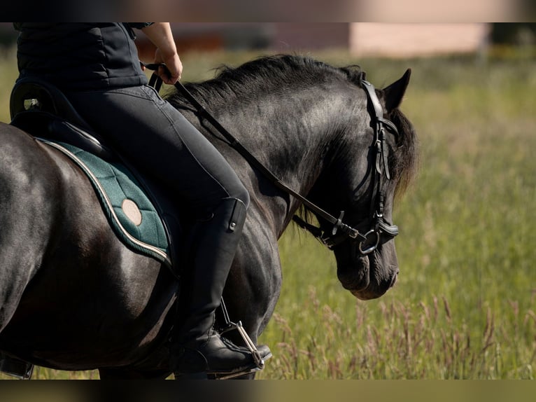 Welsh-D Castrone 8 Anni 148 cm Morello in Drobollach