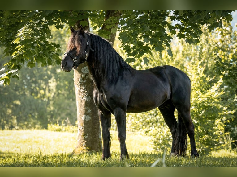 Welsh-D Castrone 8 Anni 148 cm Morello in Drobollach