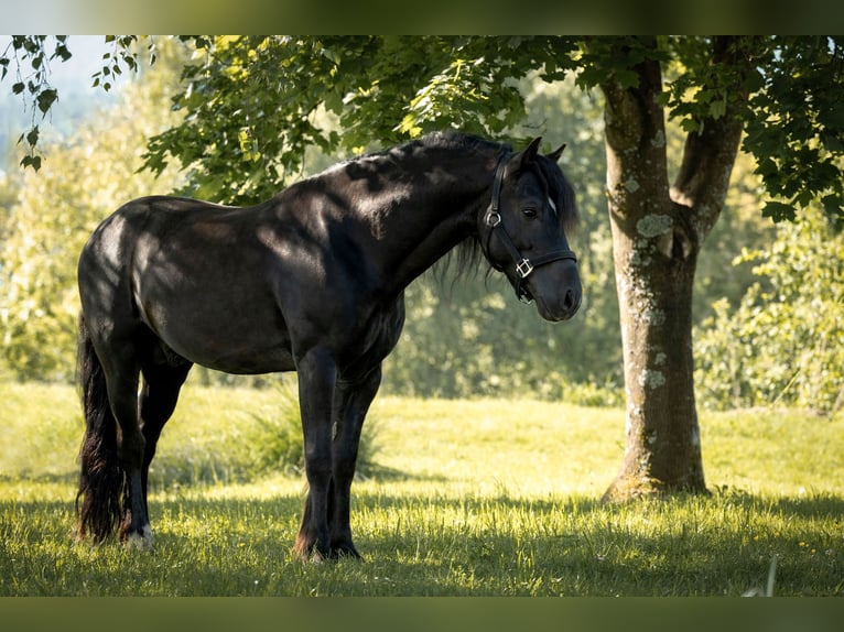 Welsh-D Castrone 8 Anni 148 cm Morello in Drobollach