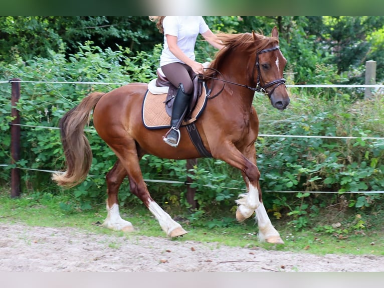 Welsh-D Castrone 8 Anni 148 cm Sauro in Loxstedt Welsh-D Castrone 8 Anni 148 cm Sauro in Loxstedt
