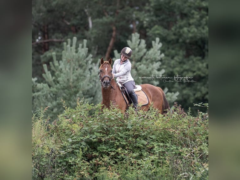 Welsh-D Castrone 8 Anni 148 cm Sauro in Loxstedt Welsh-D Castrone 8 Anni 148 cm Sauro in Loxstedt