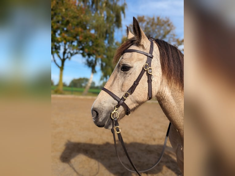 Welsh-D Castrone 8 Anni 152 cm Pelle di daino in Jarmen