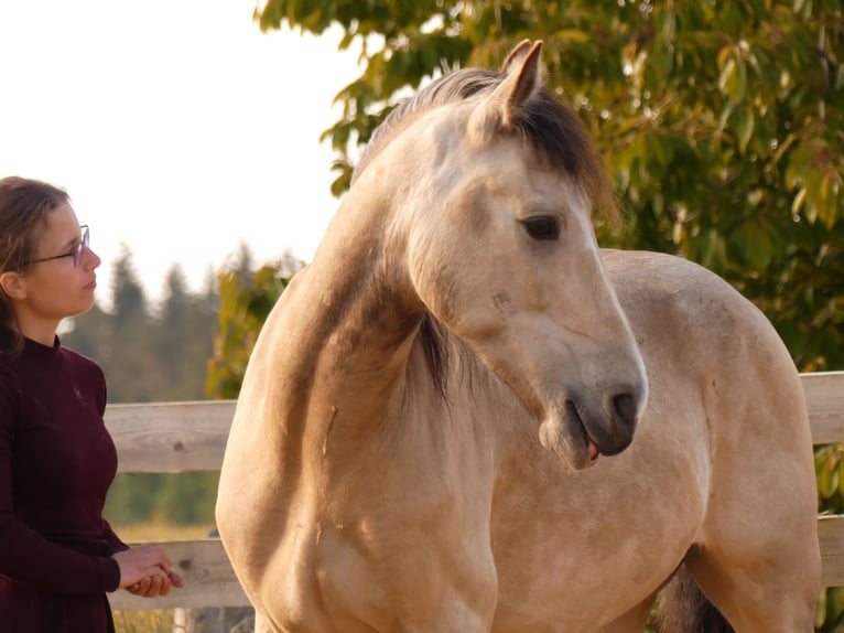 Welsh-D Castrone 8 Anni 152 cm Pelle di daino in Jarmen