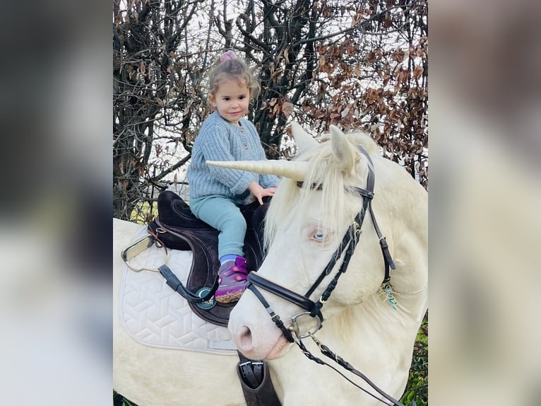 Welsh-D Castrone 8 Anni 152 cm Perlino in Raisting