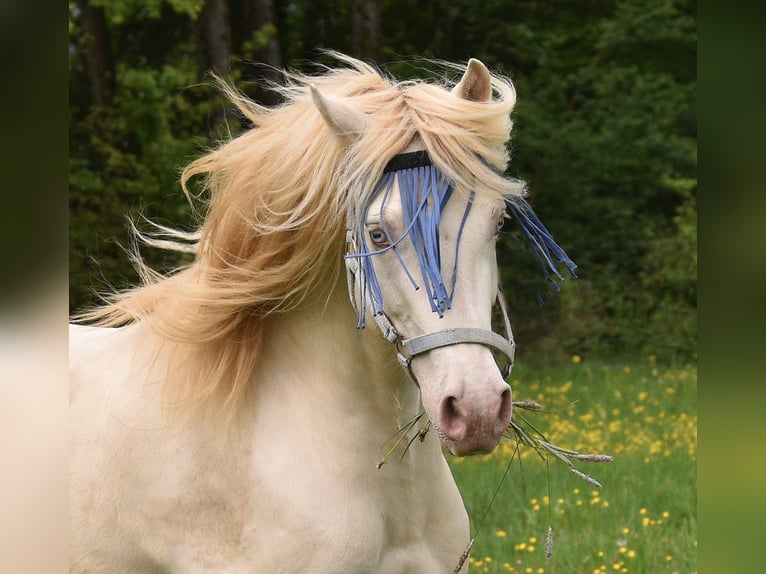 Welsh-D Castrone 8 Anni 152 cm Perlino in Raisting