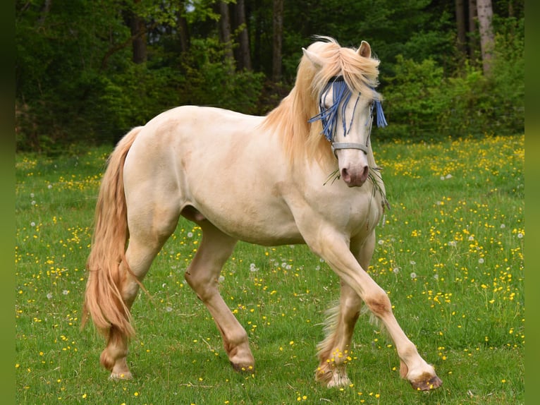 Welsh-D Castrone 8 Anni 152 cm Perlino in Raisting
