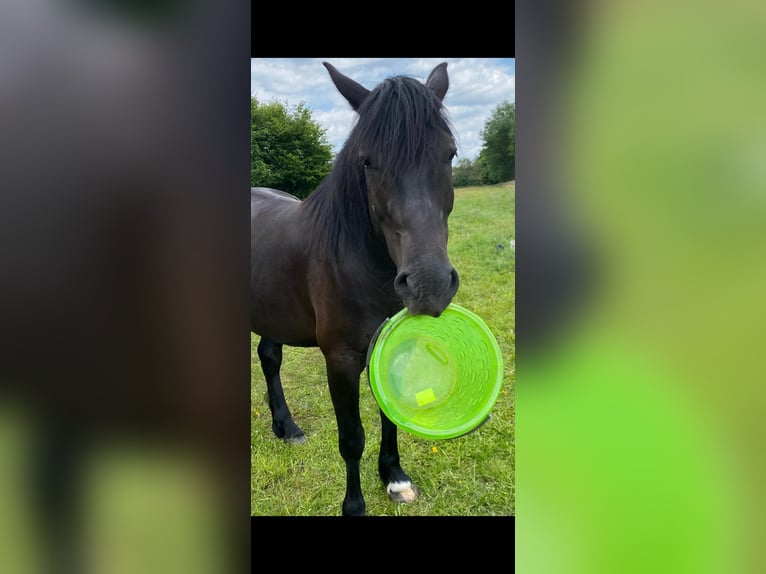 Welsh-D Castrone 8 Anni 155 cm Baio nero in Göttingen