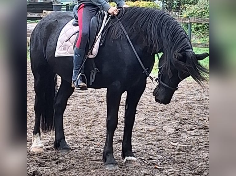 Welsh-D Castrone 8 Anni 155 cm Baio nero in Göttingen