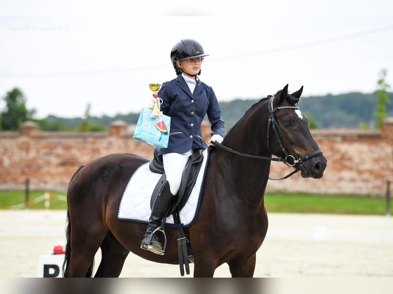 Welsh-D Castrone 8 Anni 155 cm Morello in Chwałowice