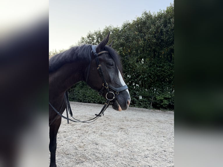 Welsh-D Mix Castrone 8 Anni 155 cm Morello in Koblenz