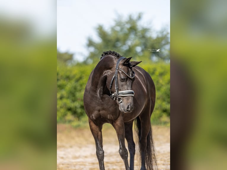 Welsh-D Castrone 9 Anni 143 cm Baio scuro in Oirschot