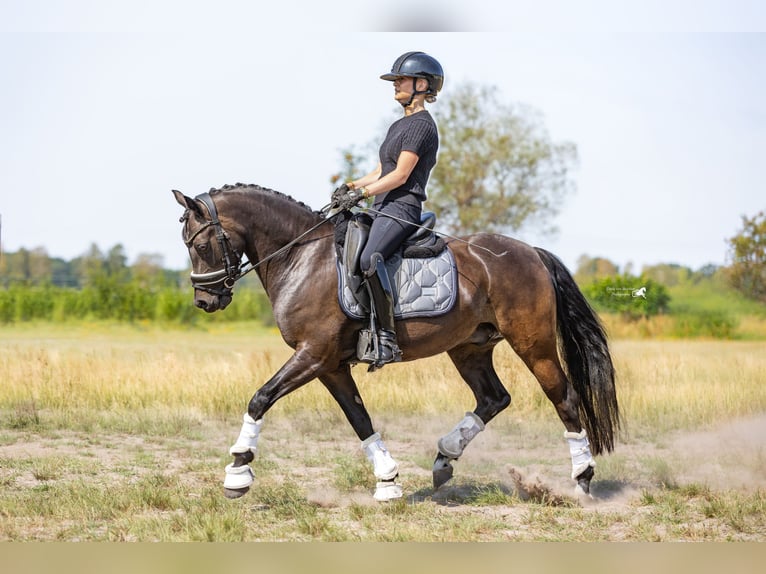 Welsh-D Castrone 9 Anni 143 cm Baio scuro in Oirschot