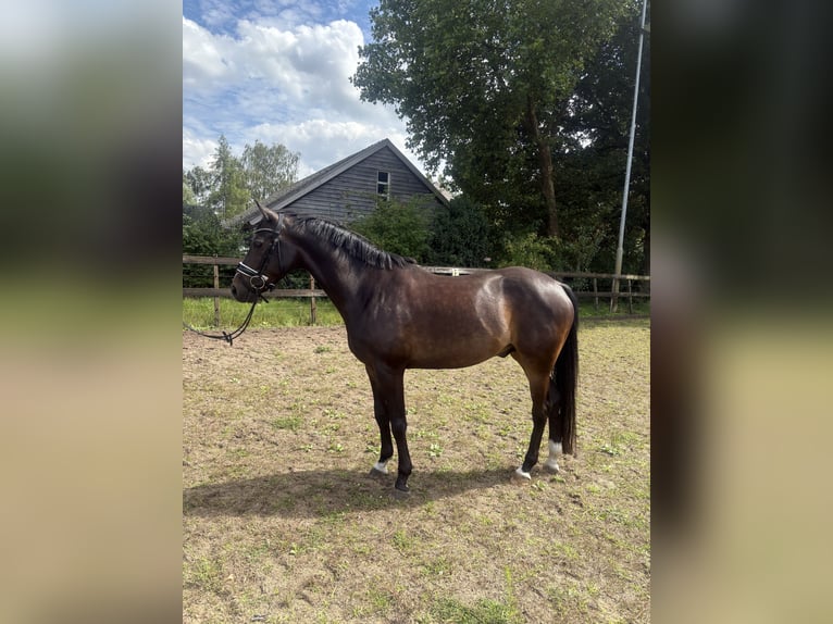 Welsh-D Castrone 9 Anni 148 cm Baio scuro in Heeswijk-Dinther